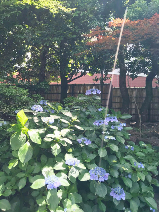 アジサイに彩られる横浜ベイエリア：氷川丸 × 山下公園 × 英国式庭園で初夏を満喫