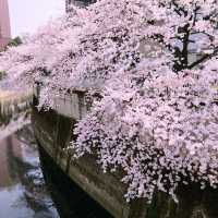 文京・関口 神田川沿いの桜を狙う — 撮影ポイント＆ランチガイド