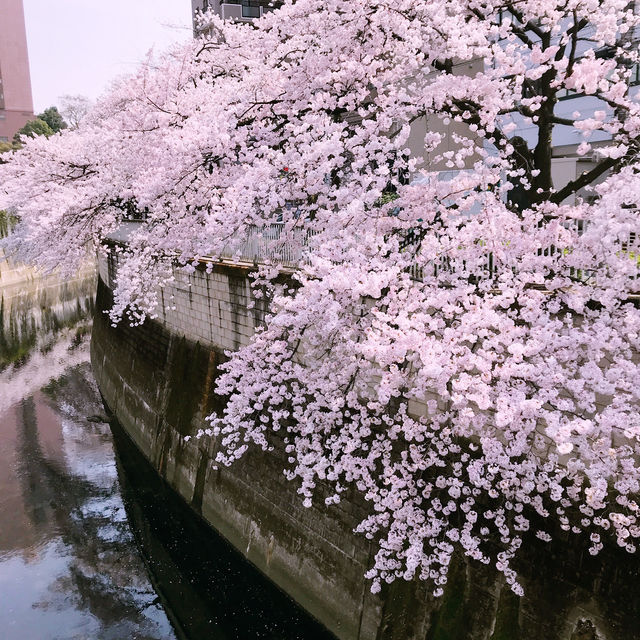 文京・関口 神田川沿いの桜を狙う — 撮影ポイント＆ランチガイド