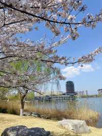 【齊盛湖公園】終極遊玩攻略 | 淄博城市綠肺的慢生活 🏞️