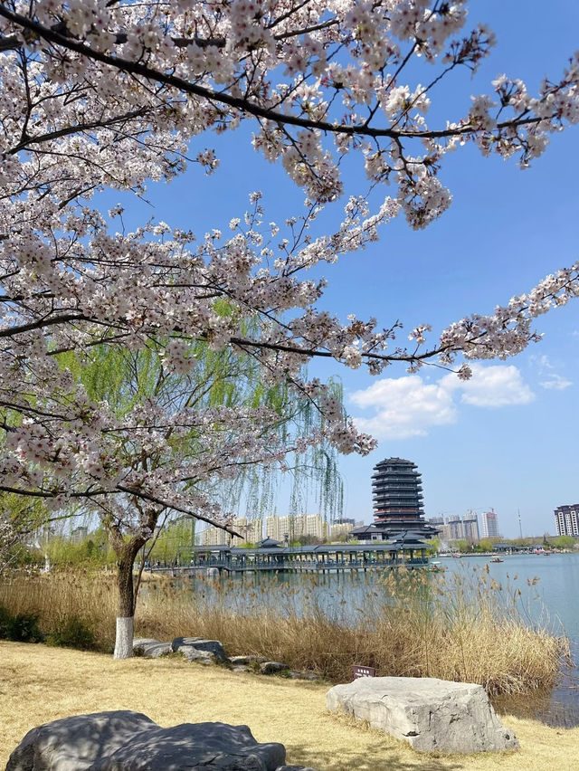 【齊盛湖公園】終極遊玩攻略 | 淄博城市綠肺的慢生活 🏞️