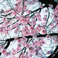 🌸 春の東京散歩 — 東京プリンス芝公園・増上寺・東京タワー