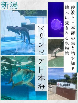 【니가타】 기획 전시를 보고 사도와 일본해의 생물을 깊이 알 수 있다! 현지에 사랑받는 수족관 「마림피아 일본해」