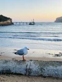 Port Campbell ไม่ใช่แค่จุดแวะพัก