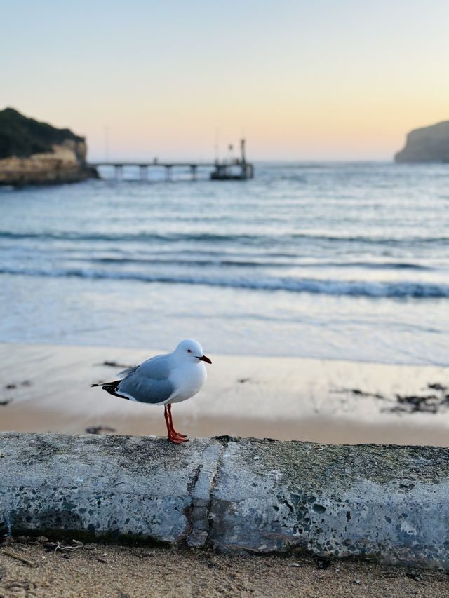 Port Campbell ไม่ใช่แค่จุดแวะพัก
