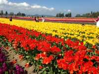 Skagit Valley Tulip Farm