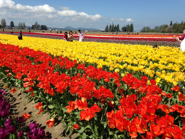 Skagit Valley Tulip Farm