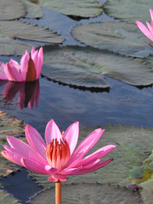 ชวนล่องเรือชมทะเลบัวแดง อุดรธานี🪷
