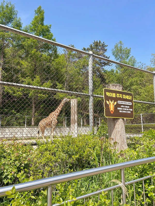 【韓国🇰🇷光州/動物園🦓】 우치공원동물원 全て無料でこのクオリティ‼️😳