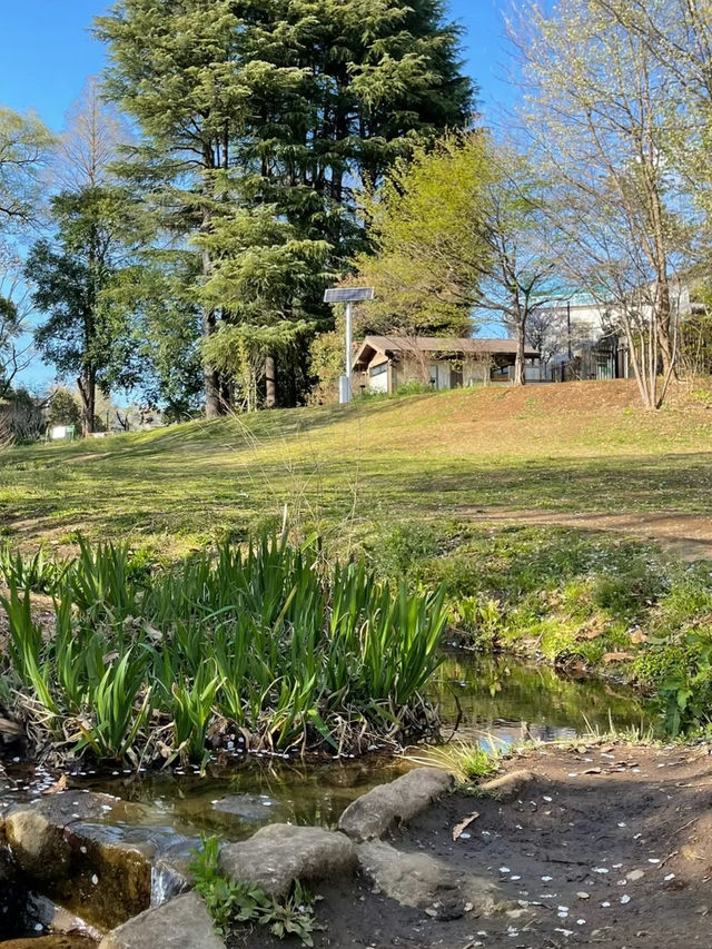 Otomeyama Park: A Peaceful Urban Retreat in Tokyo