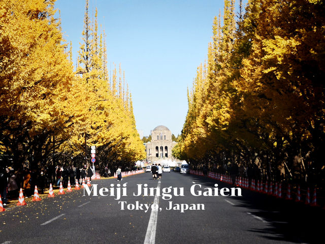Meiji Jingu Gaien จุดชมใบไม้เปลี่ยนสีโตเกียว 🍂