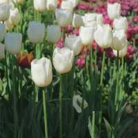 Tulip Garden - Kashmir 🇮🇳