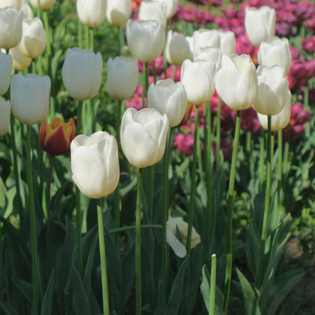 Tulip Garden - Kashmir 🇮🇳