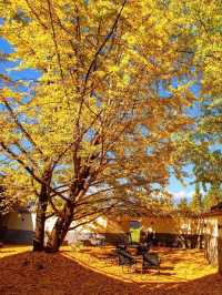 Autumn in Tengchong – The Golden Paradise of Ginkgo Trees 