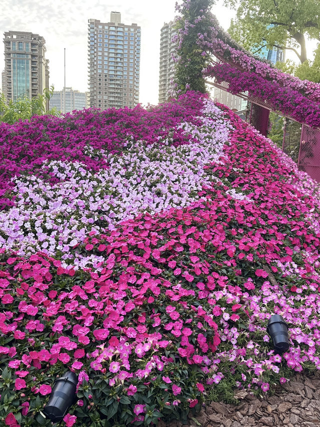 ชมเทศกาลดอกไม้ 2025 ใจกลางเมืองเซี่ยงไฮ้ 🌷✨🌺 ชมเทศกาลดอกไม้ 2025 ใจกลางเมืองเซี่ยงไฮ้ 🌷✨🌺