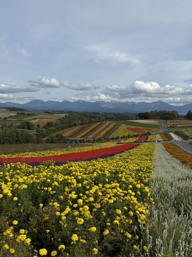 【北海道】四季彩の丘