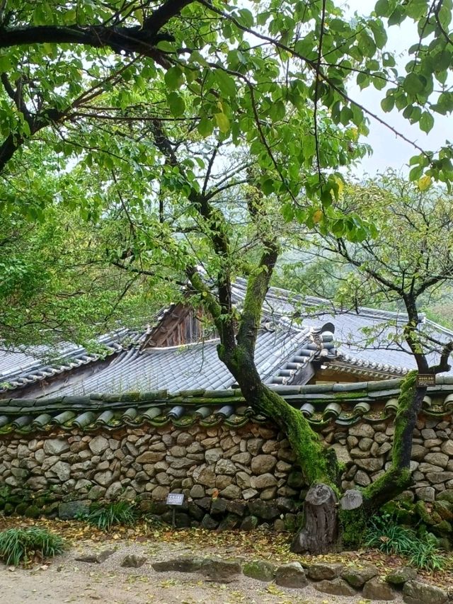 녹음이 감싸는 평온의 공간, 순천 선암사