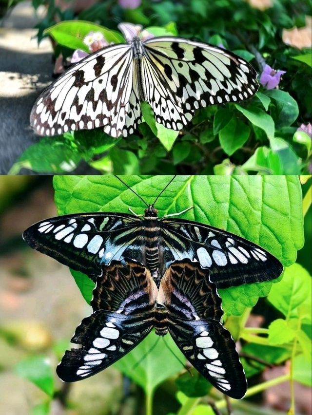 🐛🌺🦋🌿 A Magical World of Butterflies at Entopia Penang.