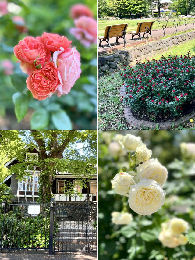 🌸 Bloom & Beauty in Hibiya Park