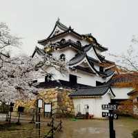 The Gentleman's Fortress: My Solo Visit to Hikone Castle, Shiga