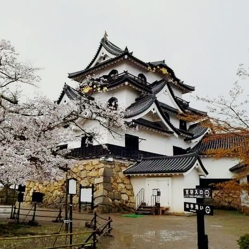 The Gentleman's Fortress: My Solo Visit to Hikone Castle, Shiga