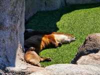 🐻 Bearizona Wildlife Park – A Wild Adventure in Williams, Arizona