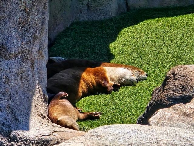 🐻 Bearizona Wildlife Park – A Wild Adventure in Williams, Arizona