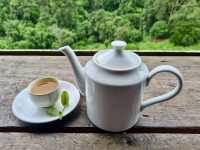 ไร่ชาลุงเดช เชียงใหม่ 🍵🌿🍃