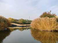 A Hidden Waterside Haven Amid Golden Reeds