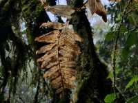 Forest Bathing at Doi Inthanon: Chill Vibes + Epic Scenery