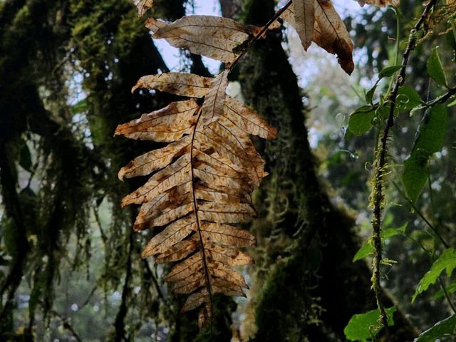 Forest Bathing at Doi Inthanon: Chill Vibes + Epic Scenery