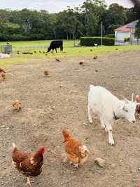 🌿悉尼北區秘境一日遊|離城市最近的「世界公園」
