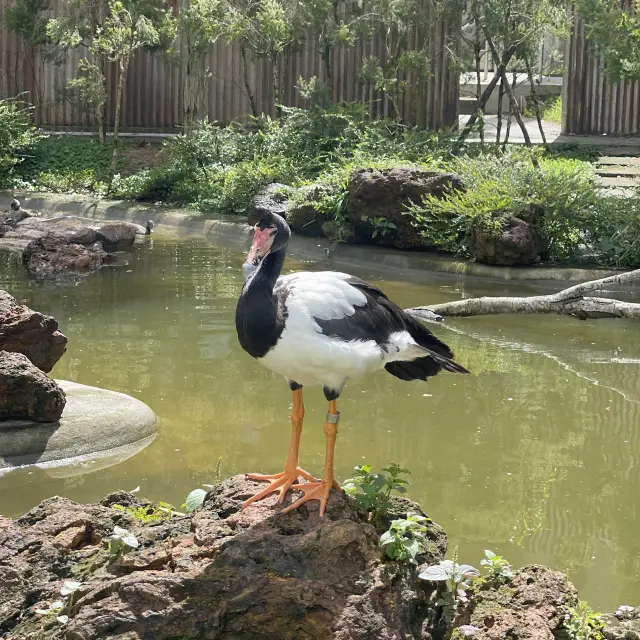 A Day at Bird Paradise