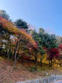 🪻더글라스 가든과 워커힐 산책길