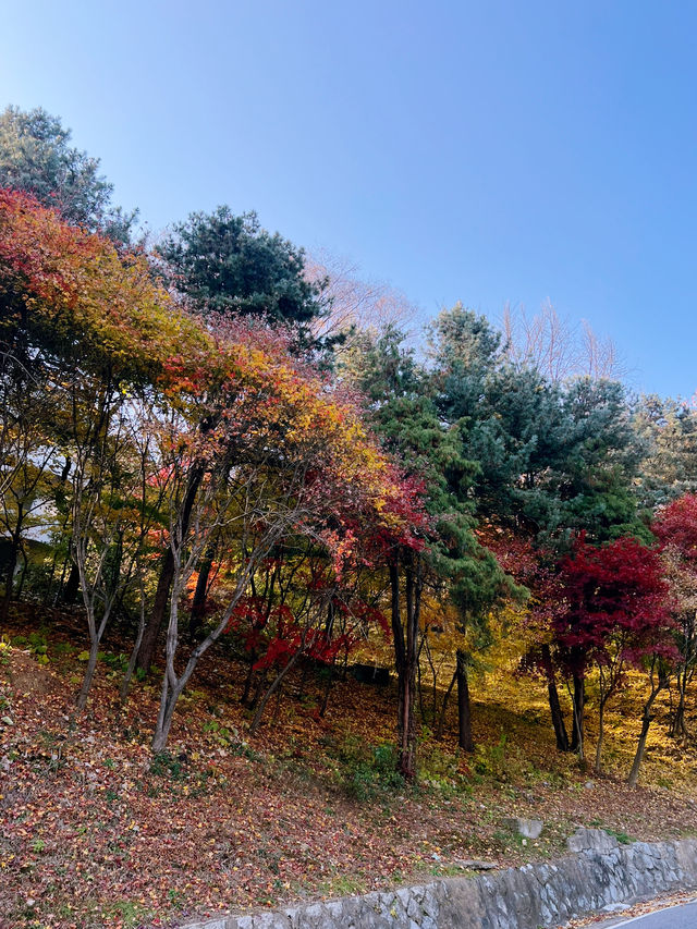 🪻더글라스 가든과 워커힐 산책길