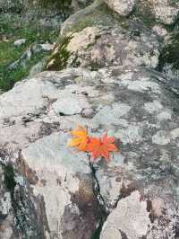 【奈良市】学問の神様も歌を詠んだ紅葉名所『手向山八幡宮』