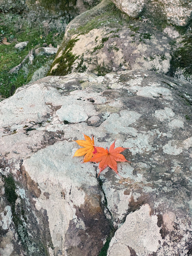 【奈良市】学問の神様も歌を詠んだ紅葉名所『手向山八幡宮』