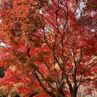 Cheongnamdae (청남대) – A Blend of Nature, History, and Dignity