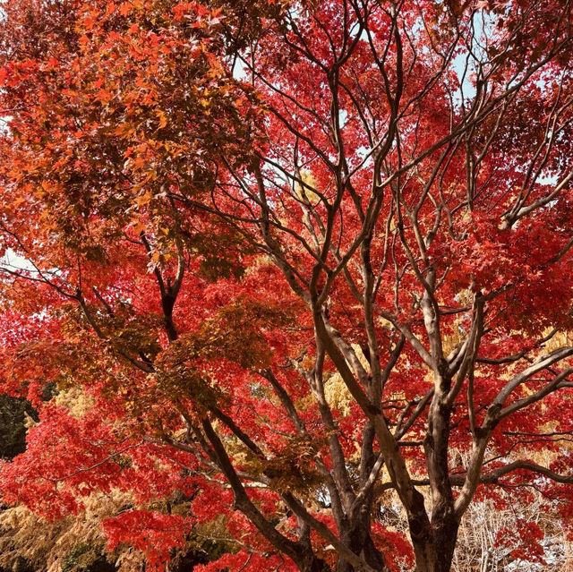Cheongnamdae (청남대) – A Blend of Nature, History, and Dignity Cheongnamdae (청남대) – A Blend of Nature, History, and Dignity