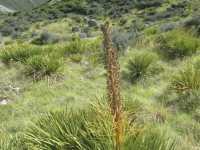 南島最高峰庫克山與塔斯曼冰川