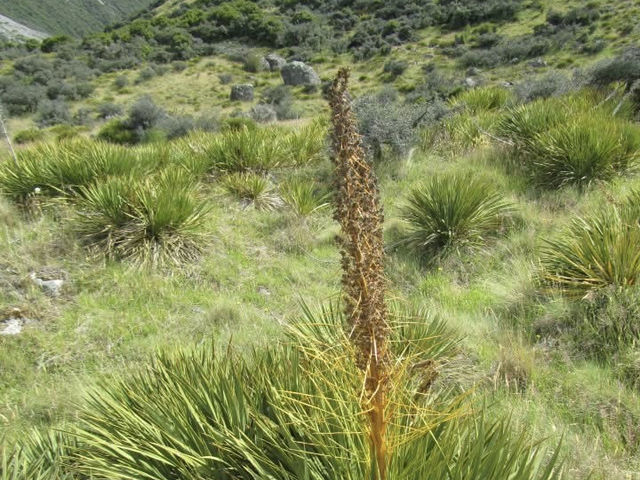 南島最高峰庫克山與塔斯曼冰川