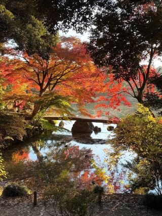 🍁 Tokyo Autumn Face-Off: Golden Ginkgo or Red Maple?