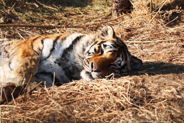 A Wild Encounter in Harbin 🐯🌲