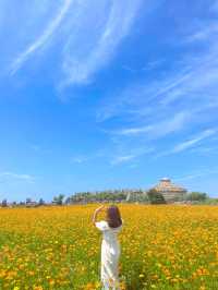가파도 황화코스모스 명소인거 다 알아주세요🧡
