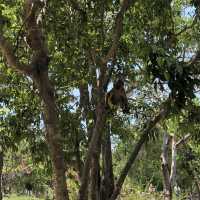 Monkeying Around in Paradise: Exploring Nha Trang's Wild Side!