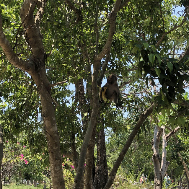 Monkeying Around in Paradise: Exploring Nha Trang's Wild Side!