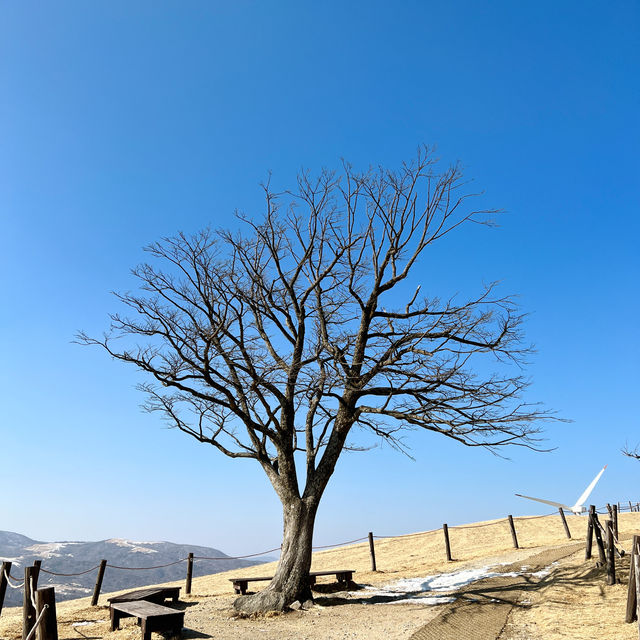 강원도 평창 여행 속이 뻥 뚫리는 힐링! 삼양목장