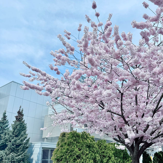温哥華列治文市區的櫻花🌸