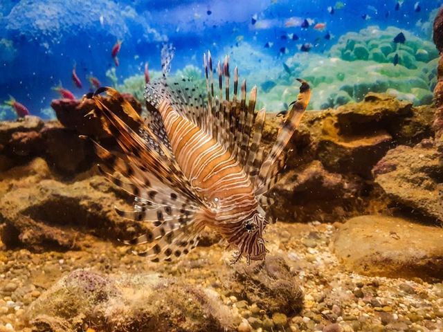 Corfu Aquarium 🐟🐠🐬