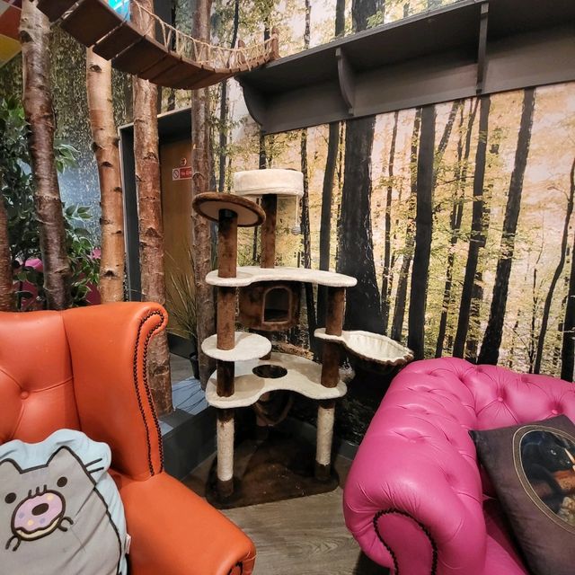 英國人氣貓Cafe~ Kitty Cafe
